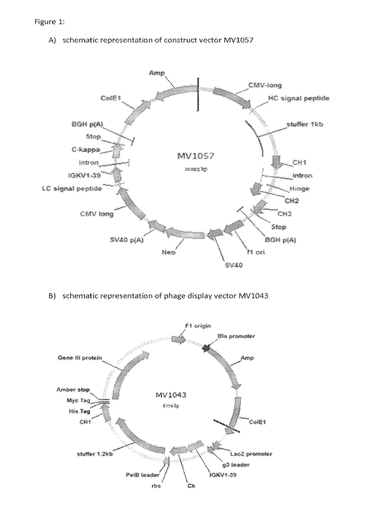 Methods and means for the production of Ig-like molecules