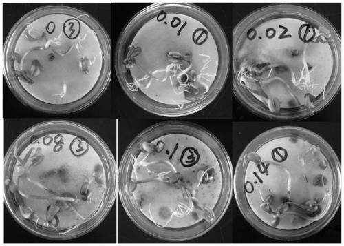 Application of pencolide in the preparation of plant growth regulator or inducer