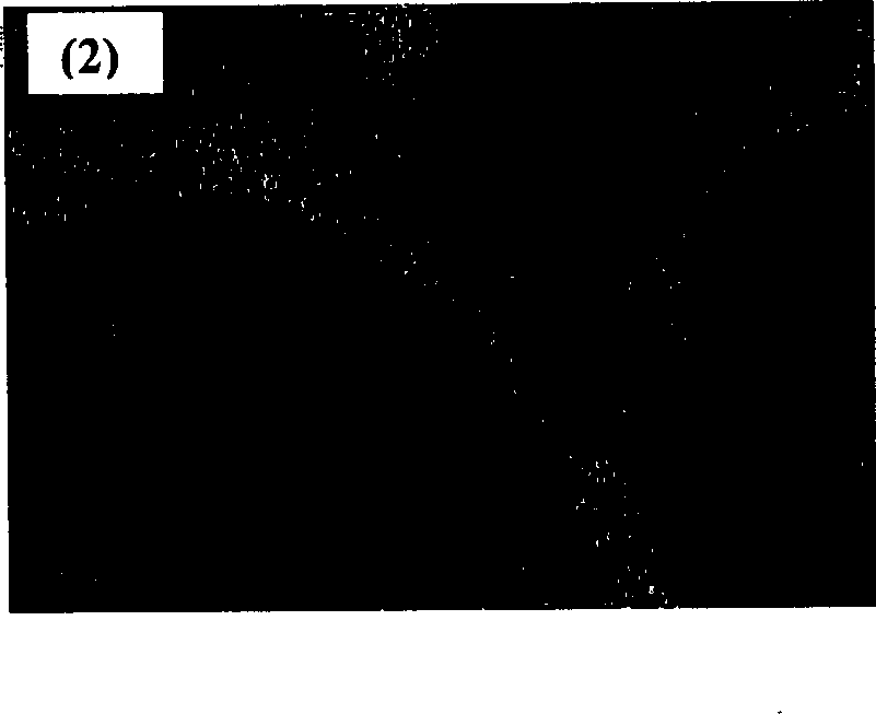 Positive electrode active material and non-aqueous electrolyte secondary battery containing the same