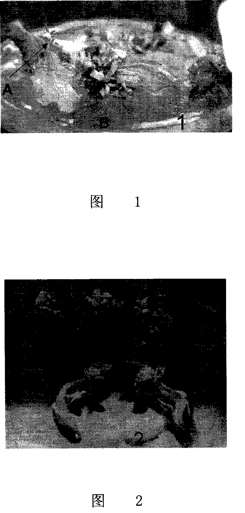 Jujube leaf stalk culture direct becoming bud method and novel culture medium thereof