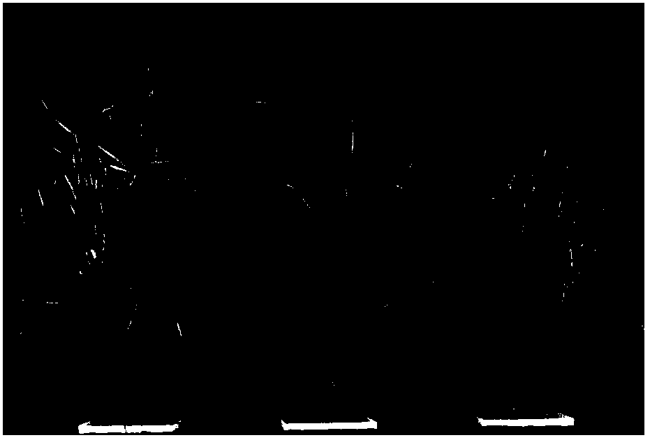 Novel method for conveniently and sensitively detecting phosphorus contents of leymus chinensis leaves