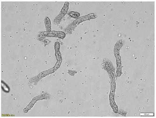 Method of porcine intestinal crypt isolation and 3D type organ culturing