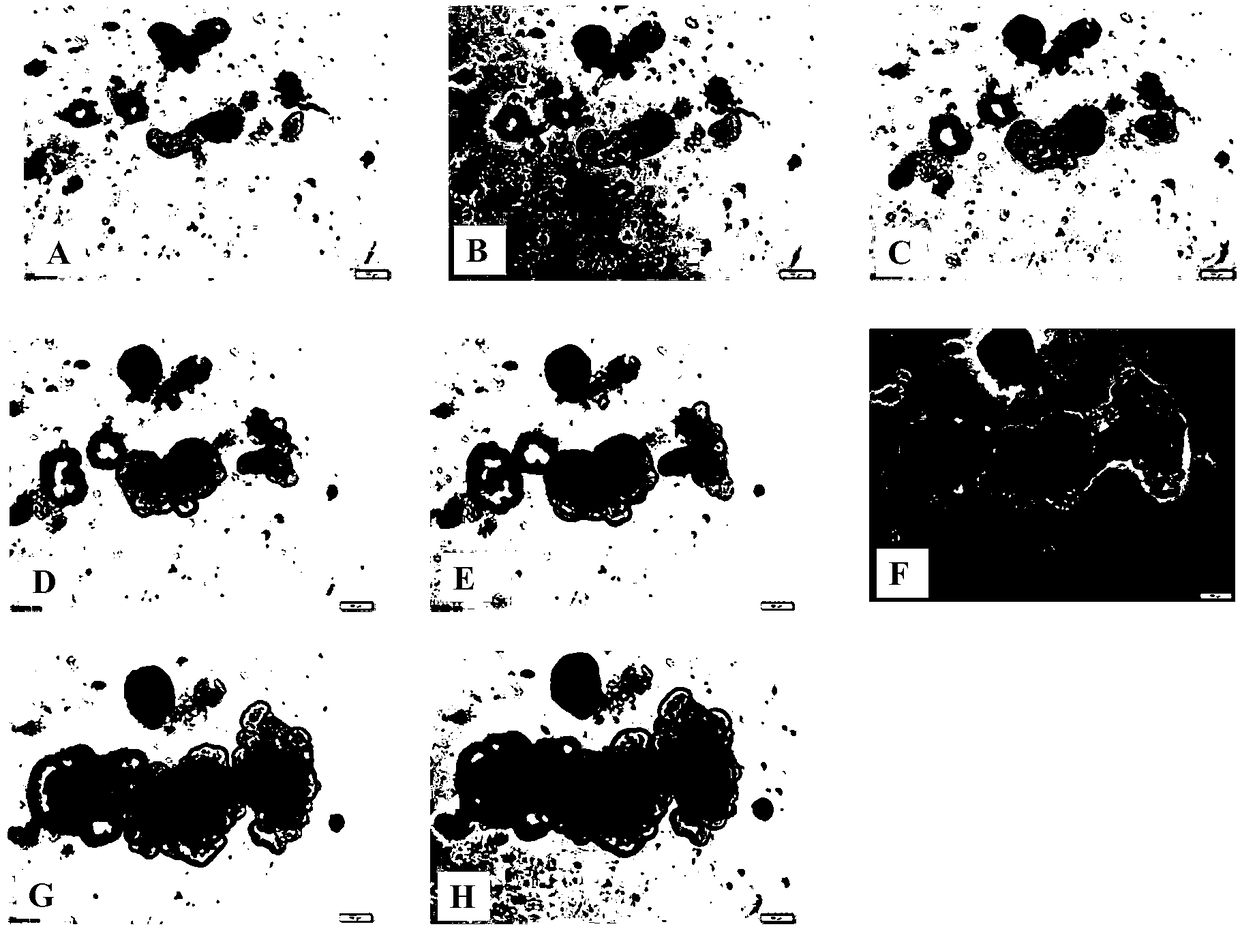 Method of porcine intestinal crypt isolation and 3D type organ culturing