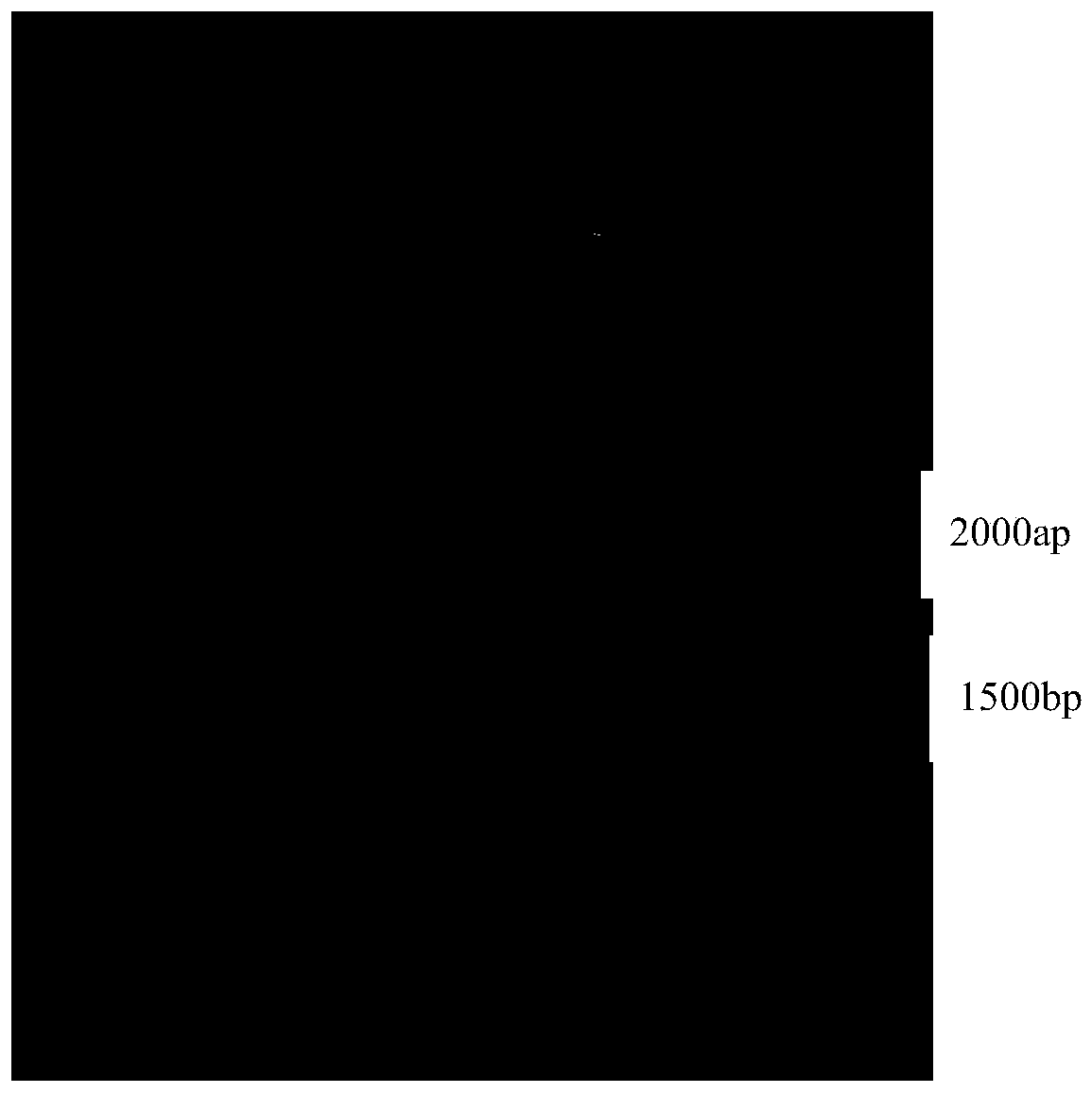 Preparation and application of mycoplasma pneumoniae recombinant antigen