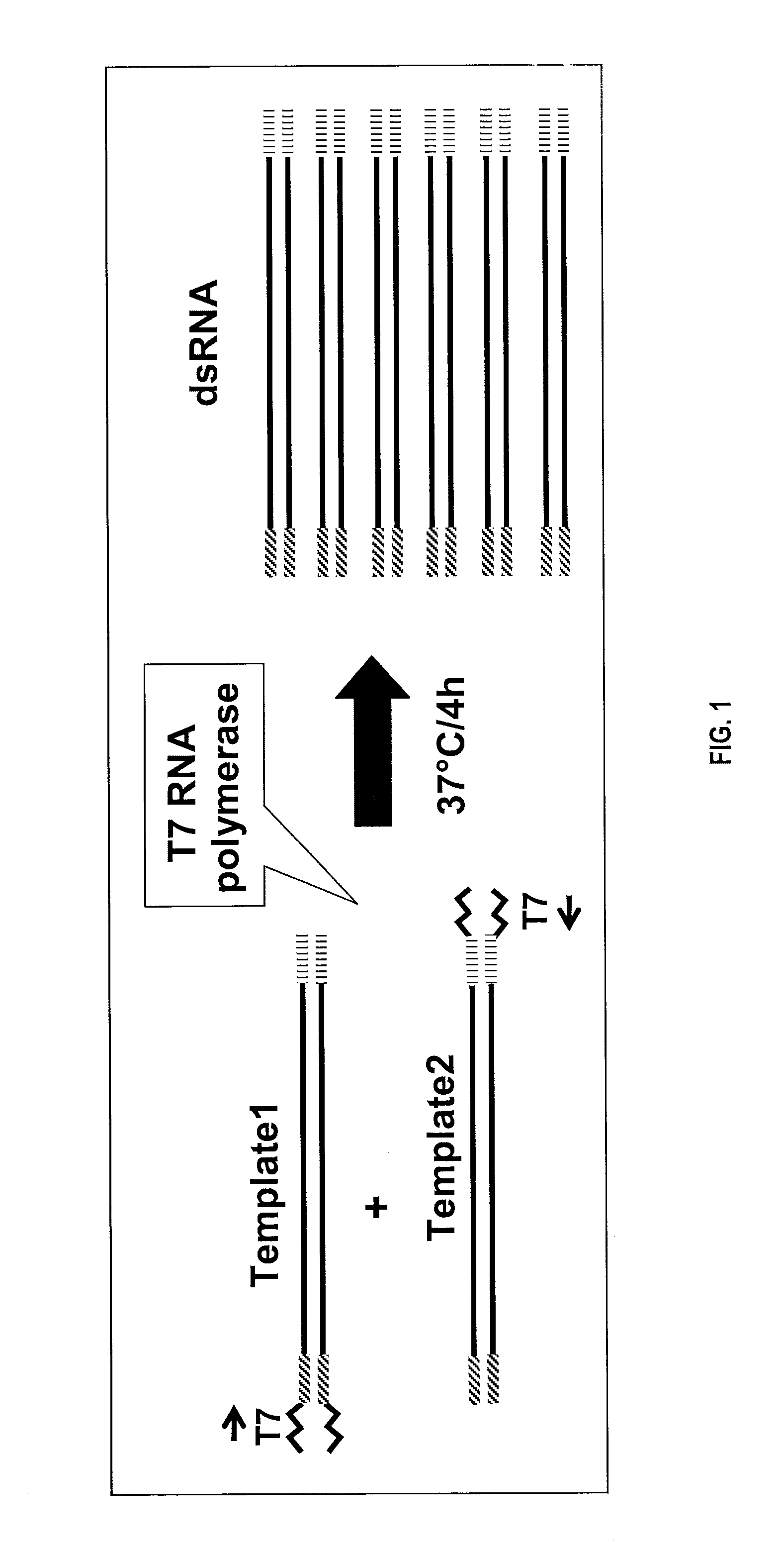 Nucleic acid molecules that target rps6 and confer resistance to coleopteran pests