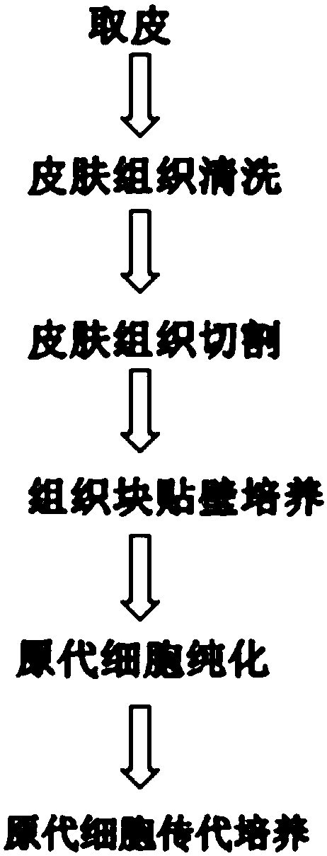 Preparation method and application of autologous fibroblasts