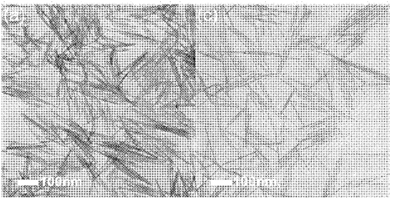 Preparation method of amphiphilic monodisperse hydroxyapatite monocrystal nanorod