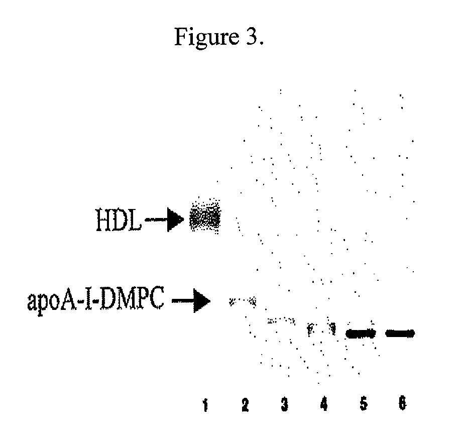 Lipophilic nucleic acid delivery vehicle and methods of use thereof