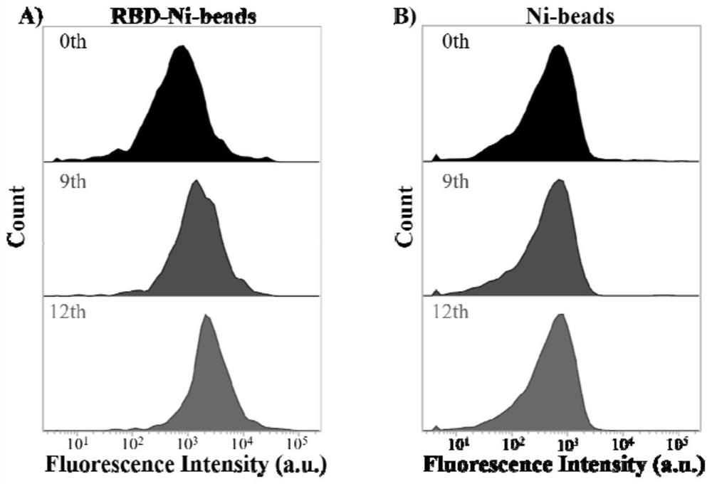 Nucleic acid aptamer of SARS-CoV-2 S protein or RBD protein and application of nucleic acid aptamer