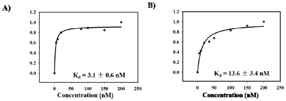 Nucleic acid aptamer of SARS-CoV-2 S protein or RBD protein and application of nucleic acid aptamer