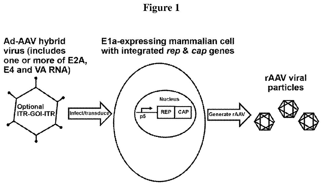 Plasmid free aav vector producing cell lines