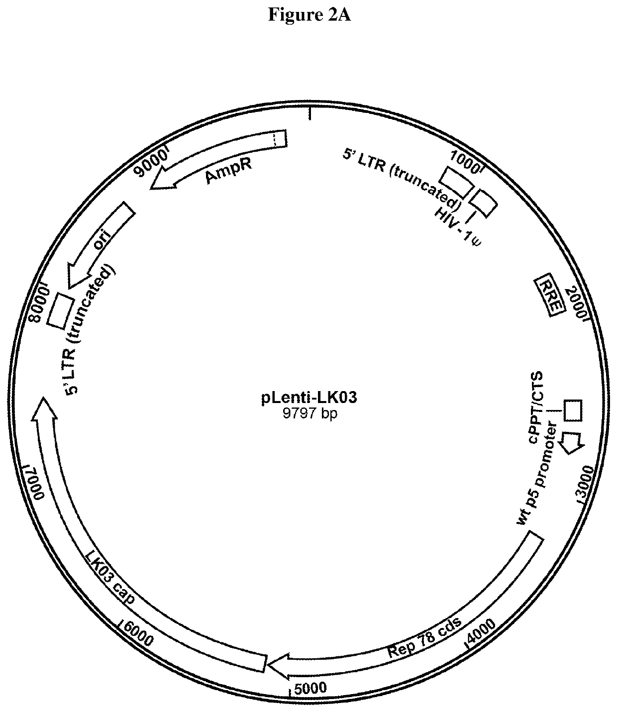 Plasmid free aav vector producing cell lines