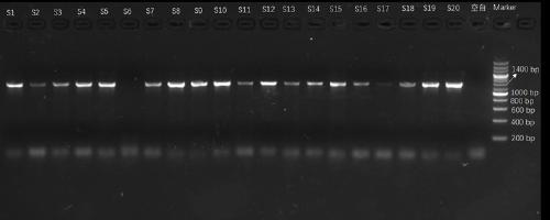 Macrobrachium rosenbergii mitochondrial COI gene amplification primers