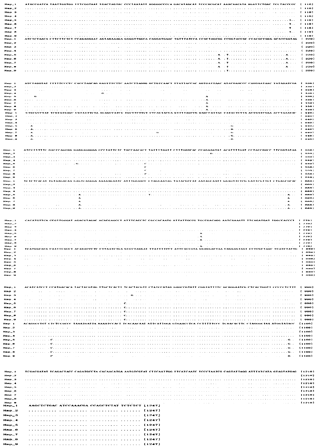 Macrobrachium rosenbergii mitochondrial COI gene amplification primers