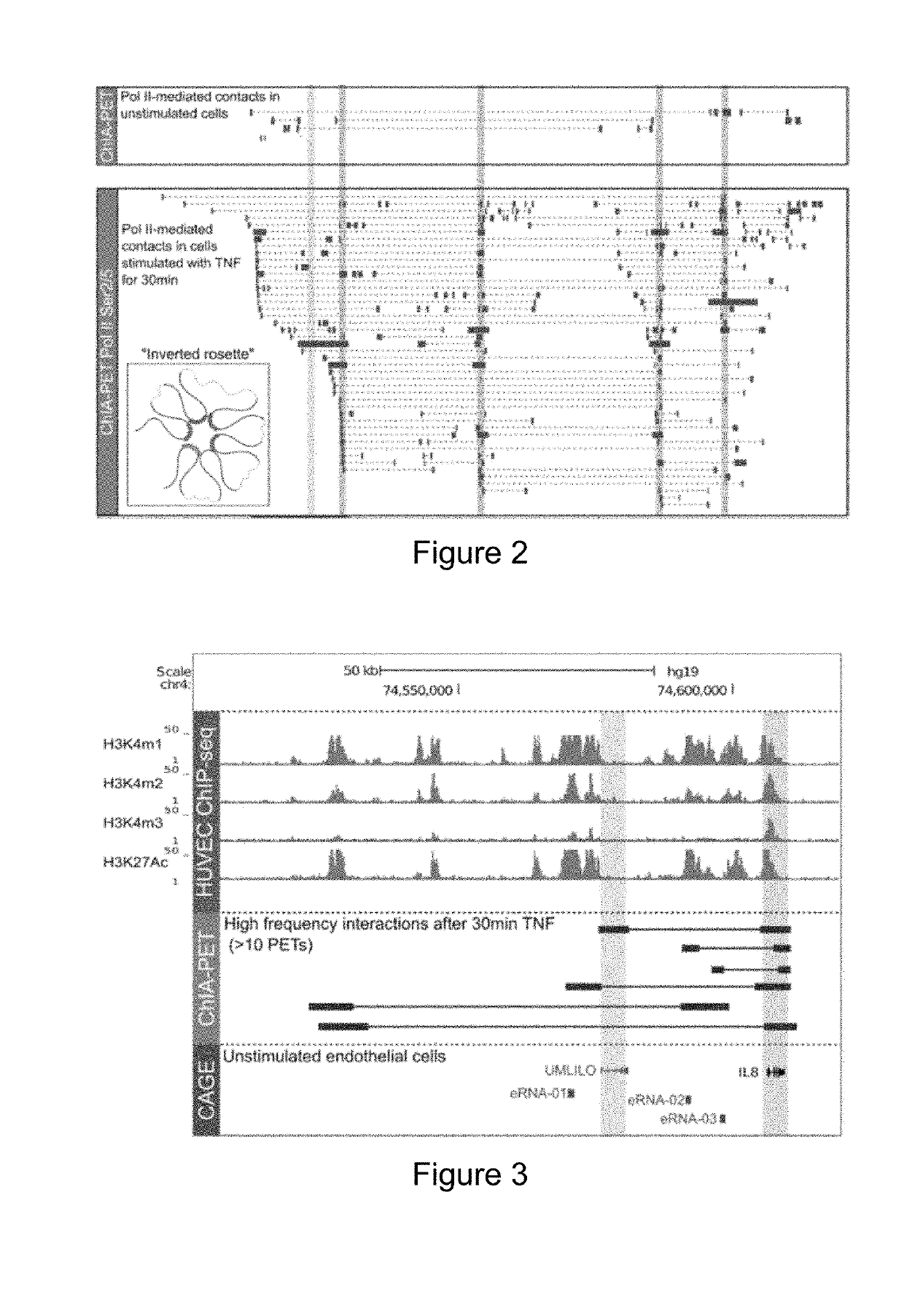 Immunomodulation by controlling elr+ proinflammatory chemokine levels with the long non-coding RNA umlilo