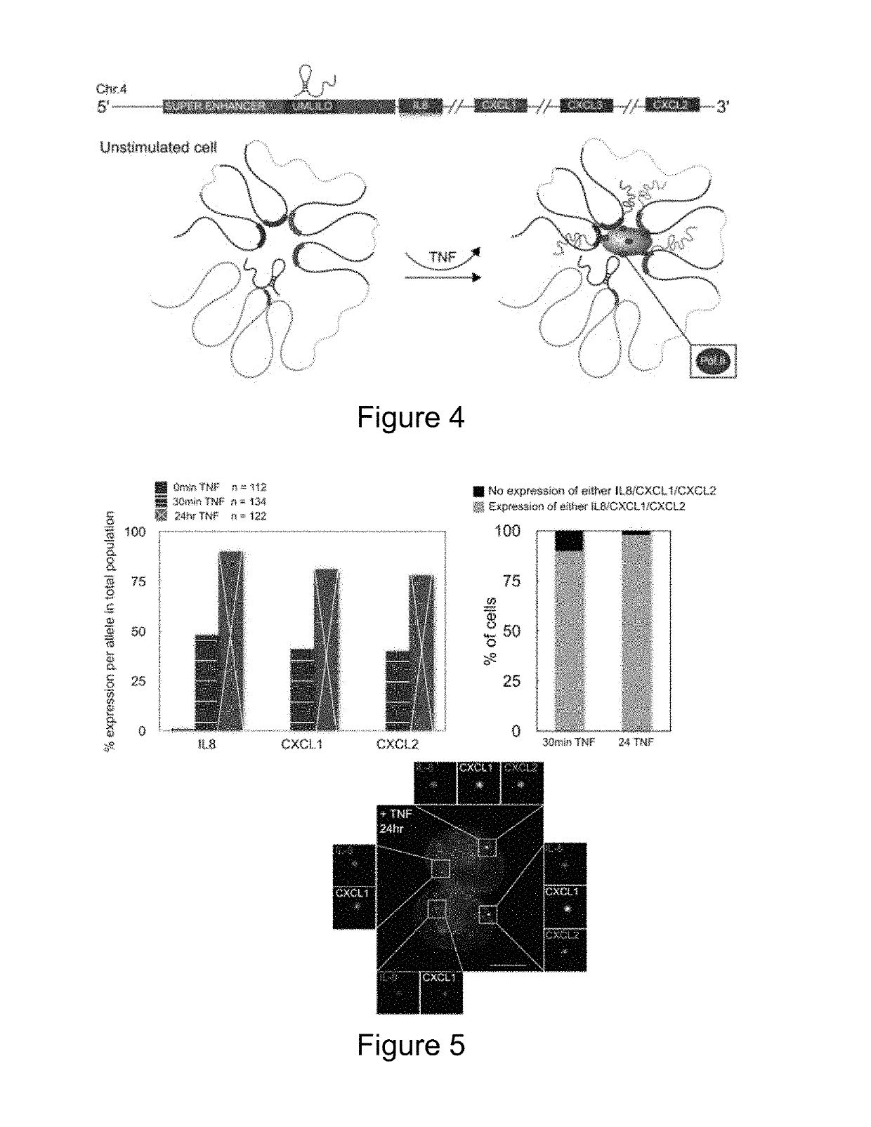 Immunomodulation by controlling elr+ proinflammatory chemokine levels with the long non-coding RNA umlilo