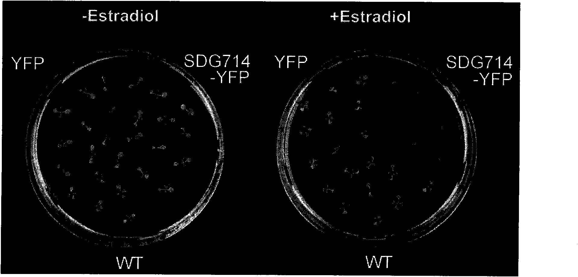 Method for regulating growth of plants and application thereof