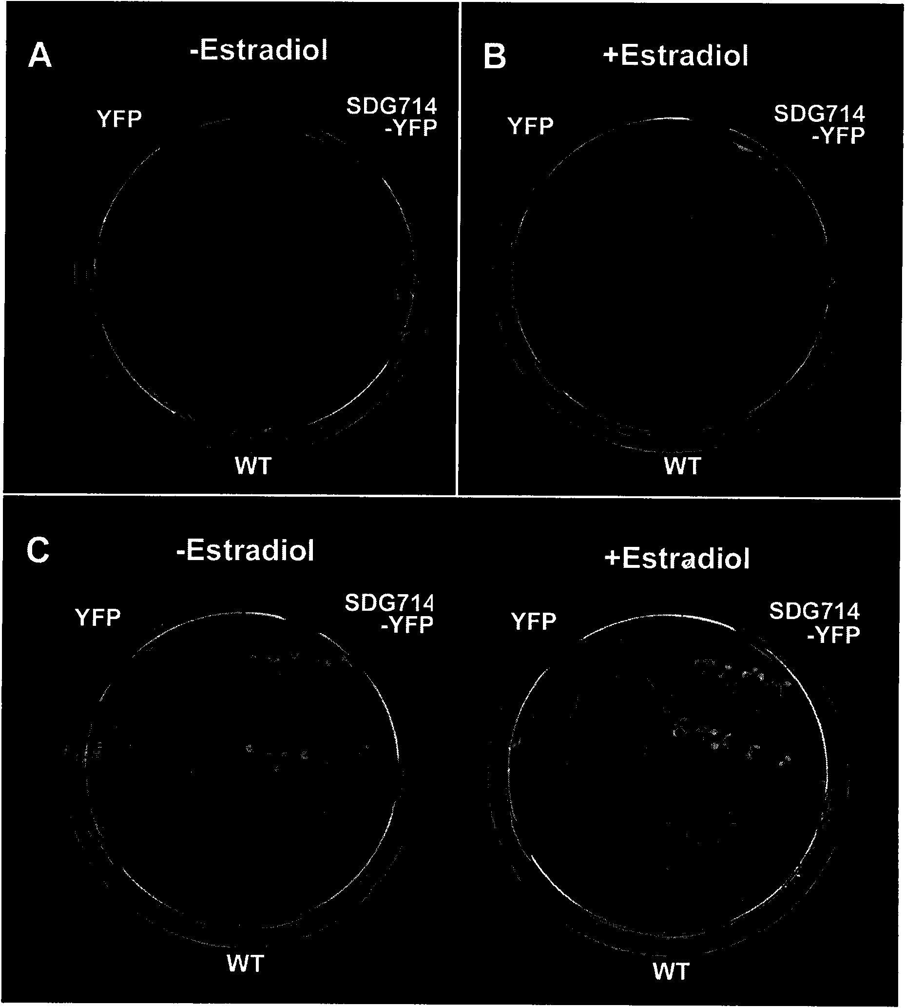 Method for regulating growth of plants and application thereof