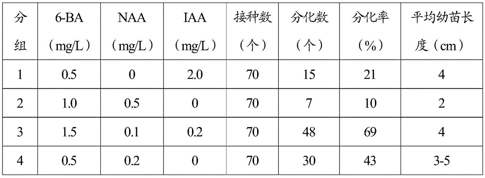 Method for tissue culture and rapid propagation of oxalis triangularis