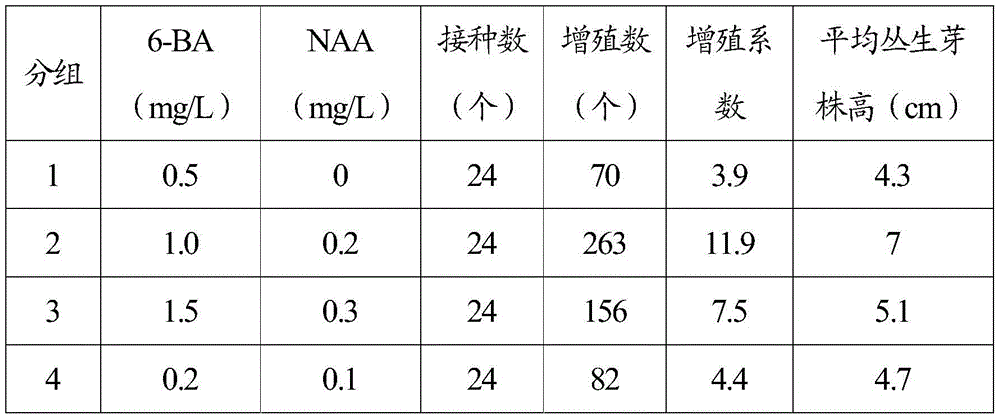 Method for tissue culture and rapid propagation of oxalis triangularis