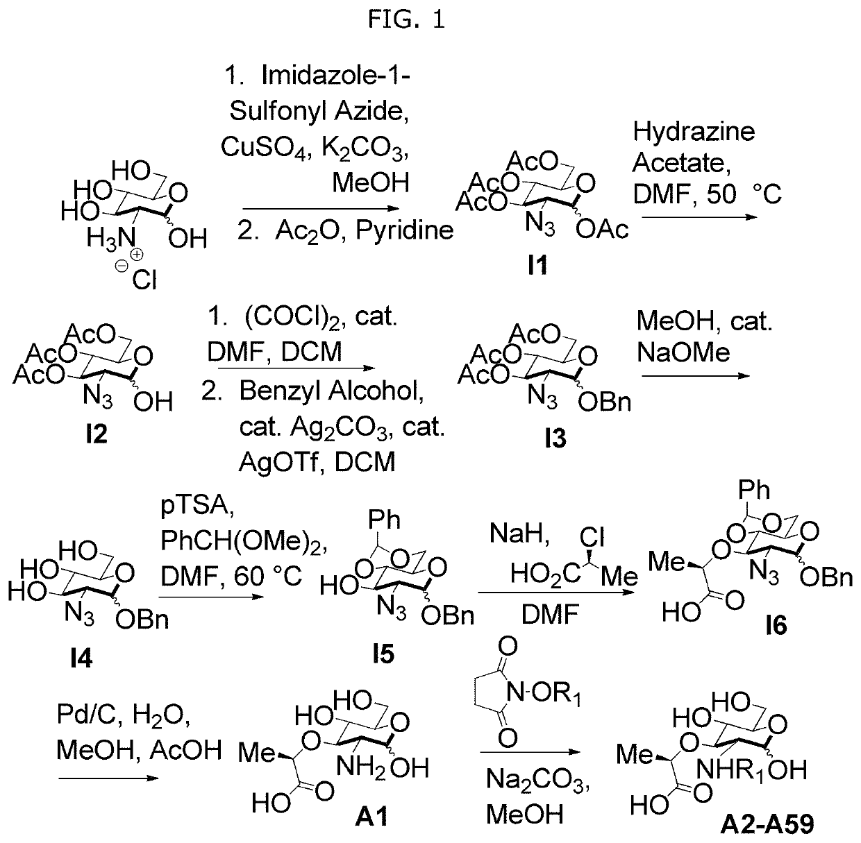 Synthetic N-acetyl-muramic acid derivatives and uses thereof