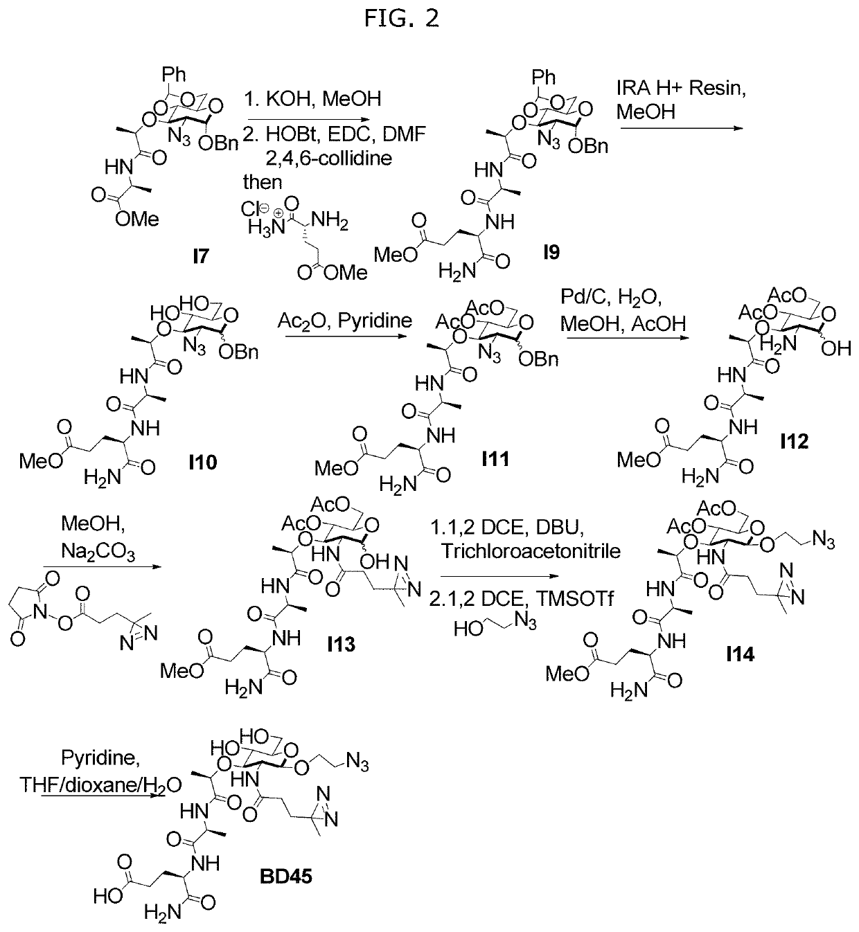 Synthetic N-acetyl-muramic acid derivatives and uses thereof