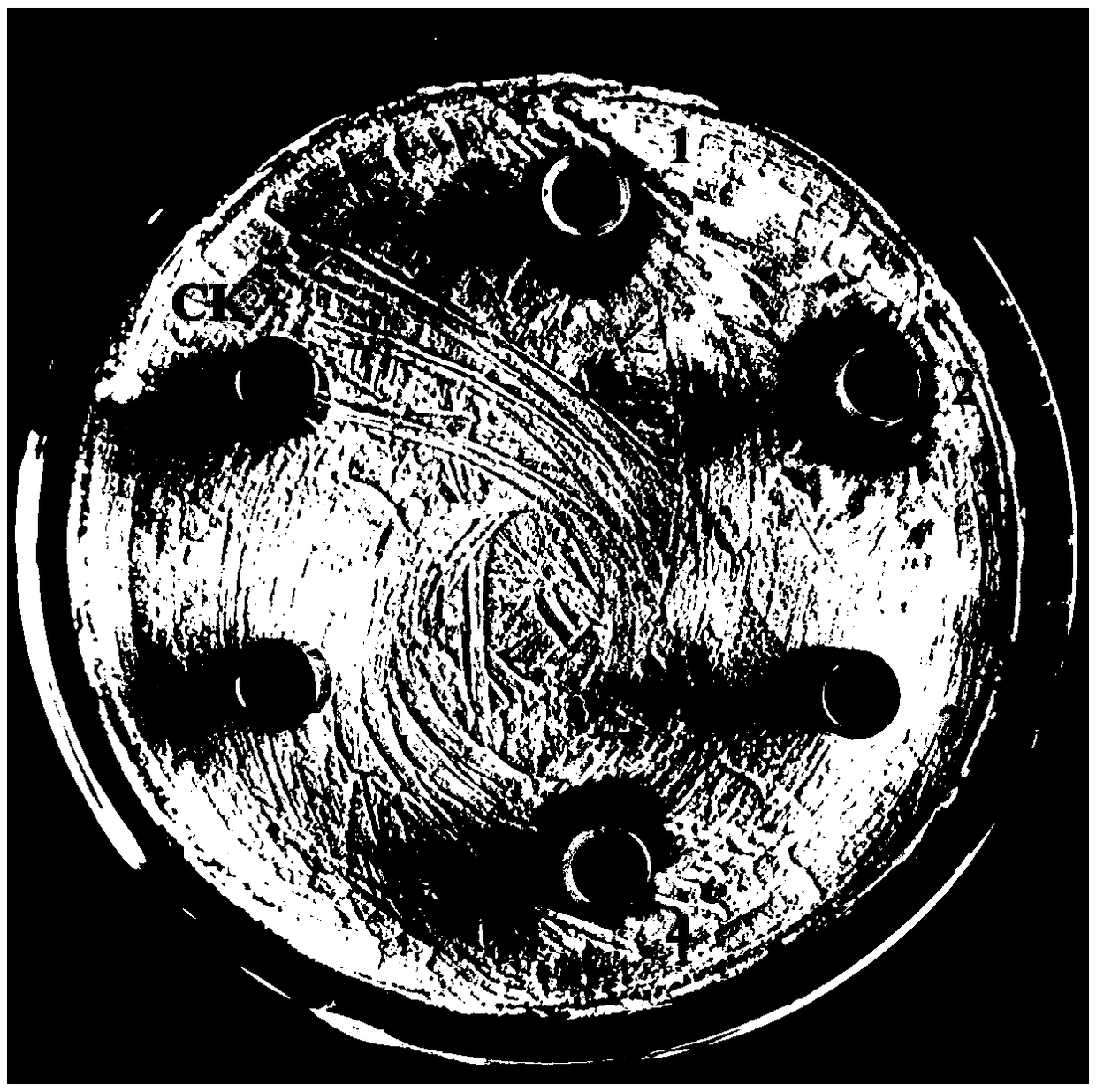 A novel function of a Bacillus subtilis GGT protein degradation product and antimicrobial peptide identification for the product