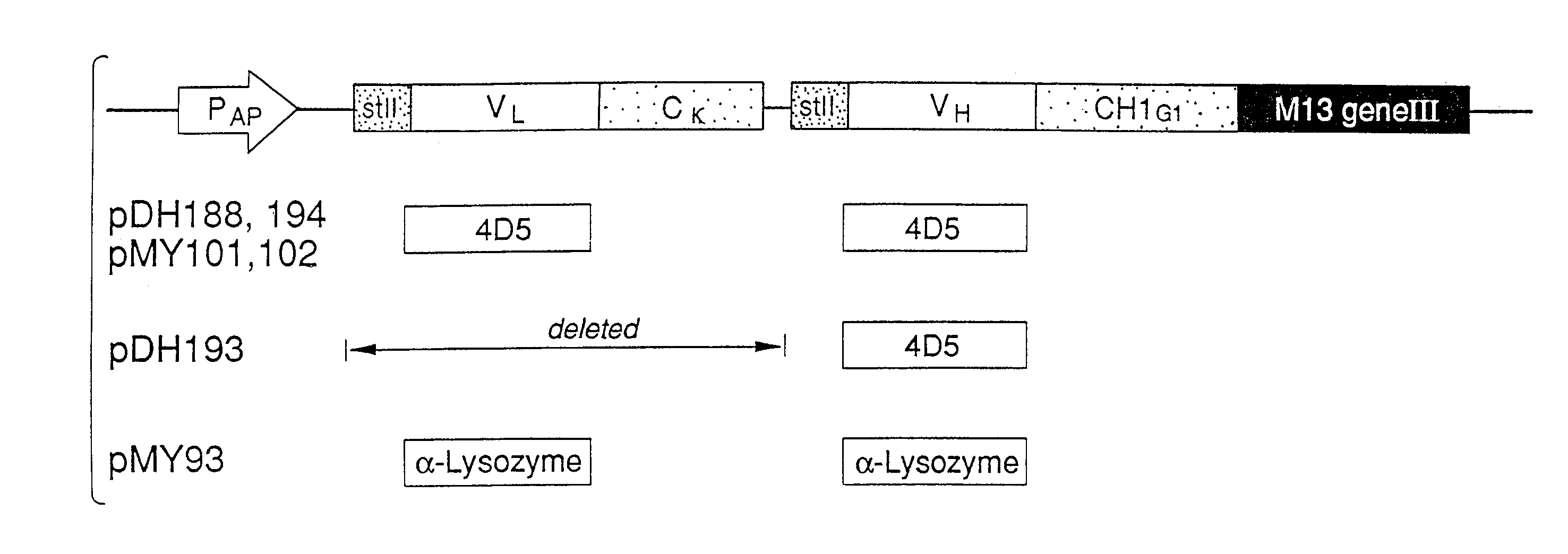 Enrichment method for variant proteins with altered binding properties