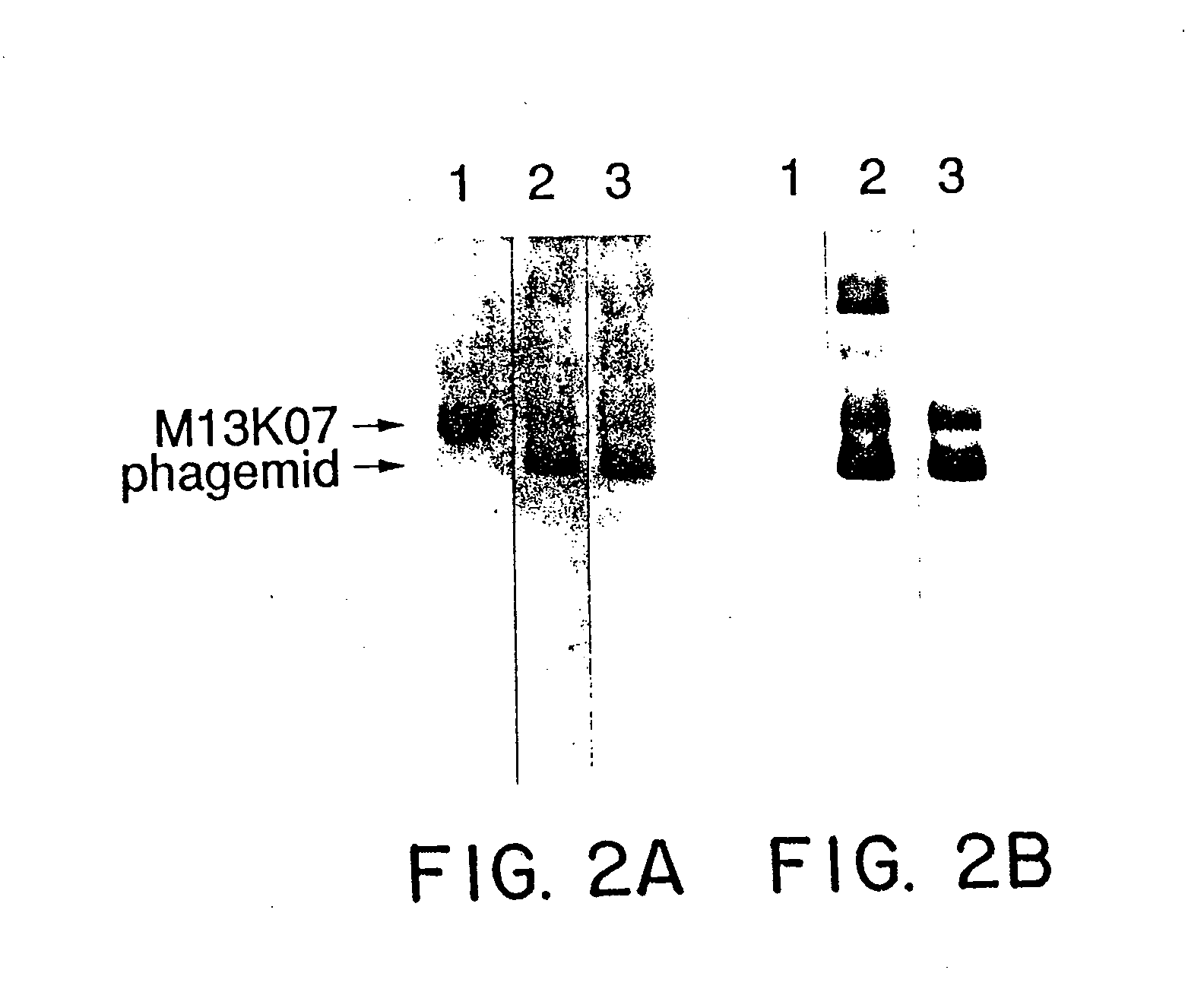 Enrichment method for variant proteins with altered binding properties