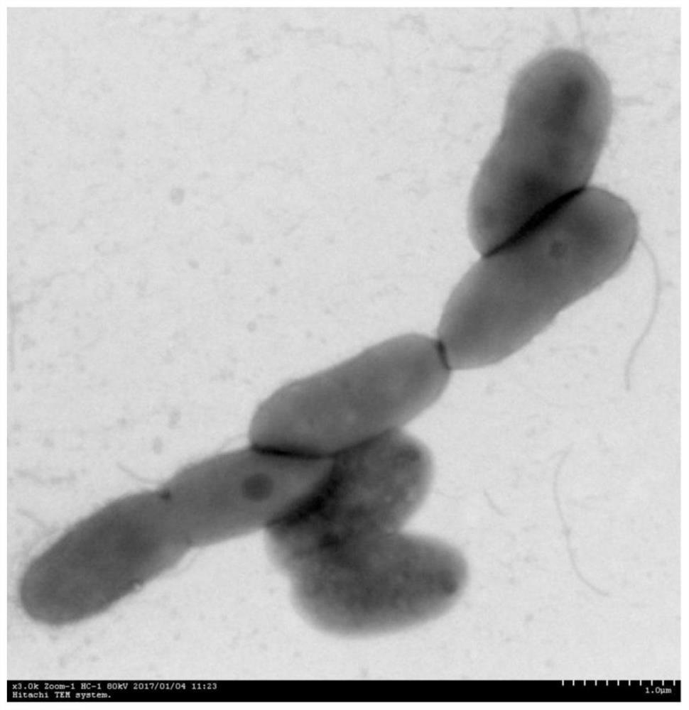 A kind of degrading bacterial strain of pyrethroid insecticide and its application