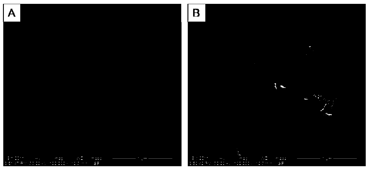 A kind of preparation method and application of calcium phosphate/gelatin composite nanoparticle