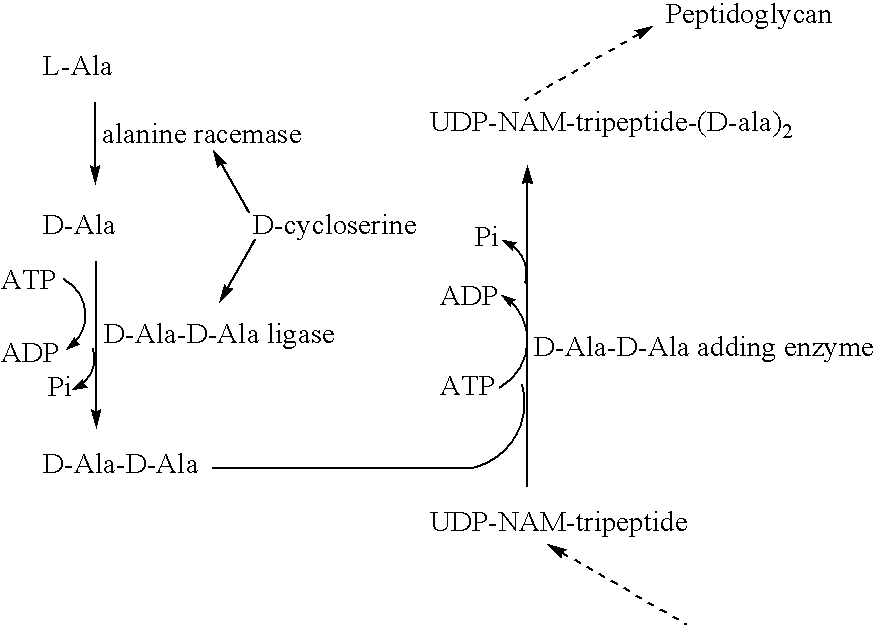 Heterocyclic compounds and uses thereof as d-alanyl-d-alanine ligase inhibitors