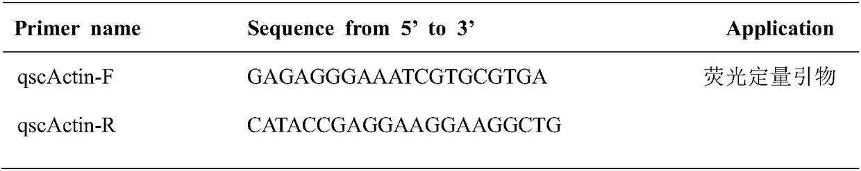 Mandarin fish gamma interferon relevant factor as well as recombinant protein and application thereof