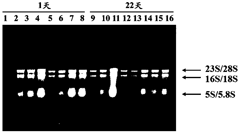 Method for extracting fermented grain RNA rapidly and efficiently