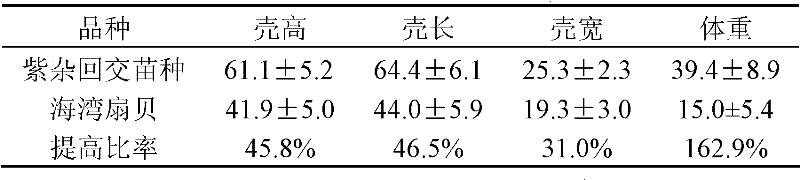 Method for cultivating hybridized and backcrossed Argopecten product fries