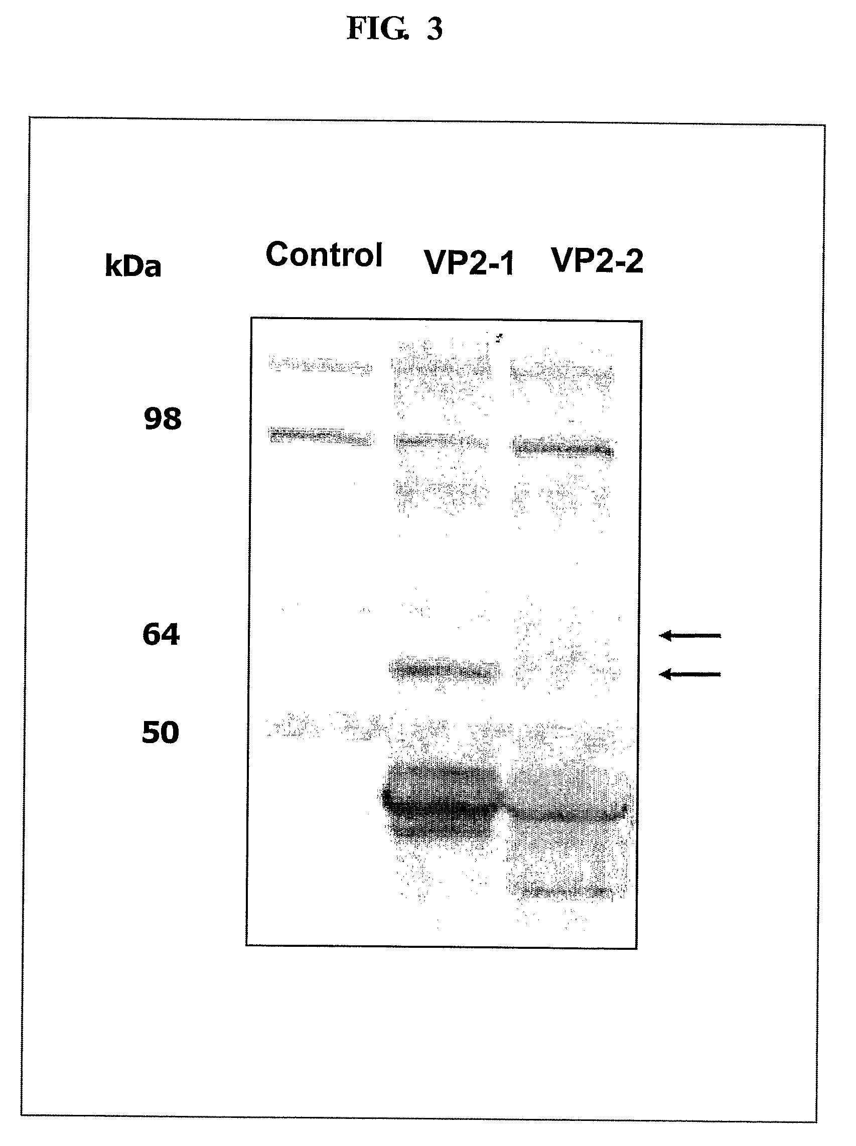 Cell surface expression vector of parvovirus antigen and microorganisms transformed thereof