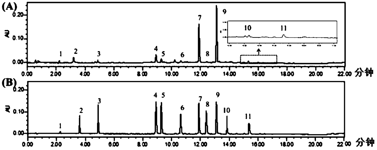 Overground danshen stem and leaf extract with function of conditioning intestinal tracts and preparation method and application thereof