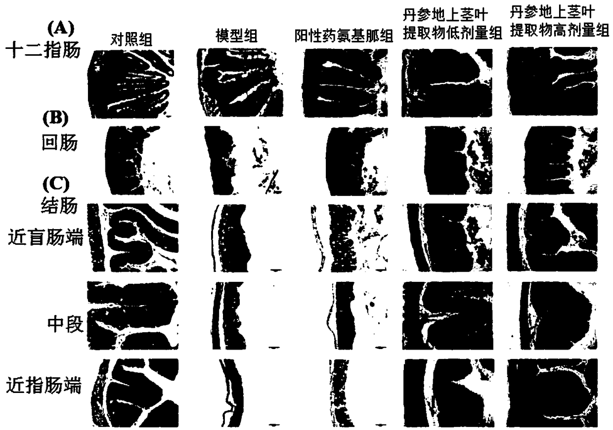 Overground danshen stem and leaf extract with function of conditioning intestinal tracts and preparation method and application thereof