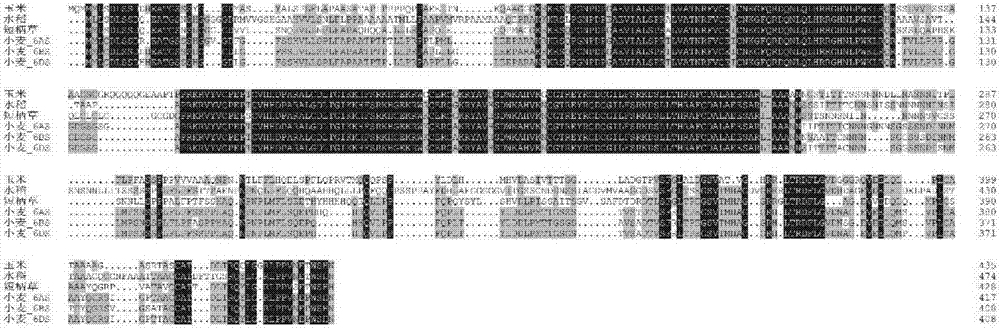 Cloning and application of a gene indeterminate1 regulating plant height in Gramineae