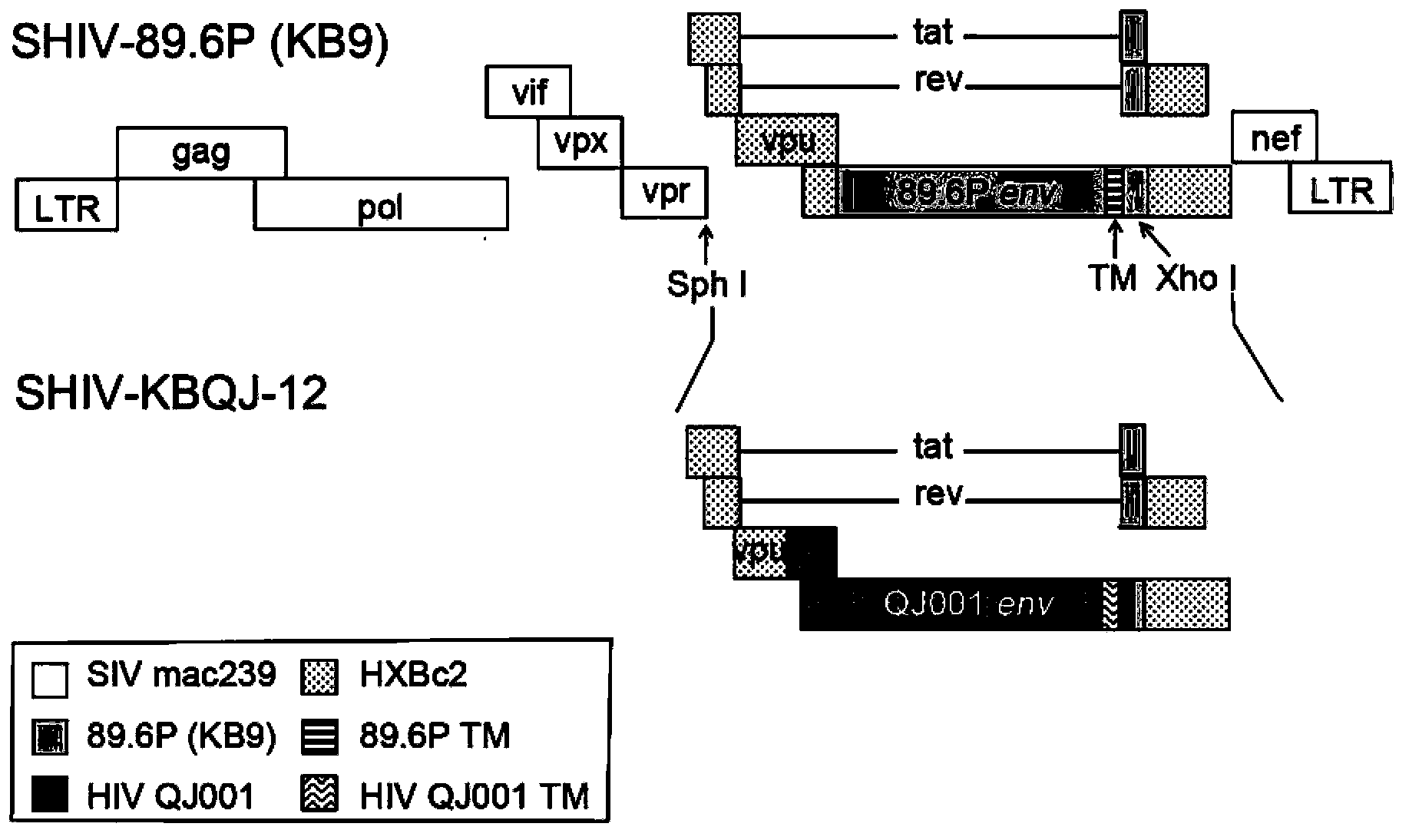 Construction and application of SHIV (simian/human immunodeficiency virus) infectious clone