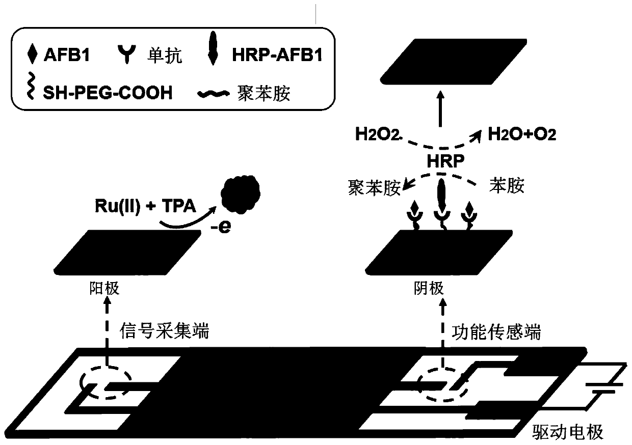 Method for detecting aflatoxin B1 based on visual BPE-ECL technology