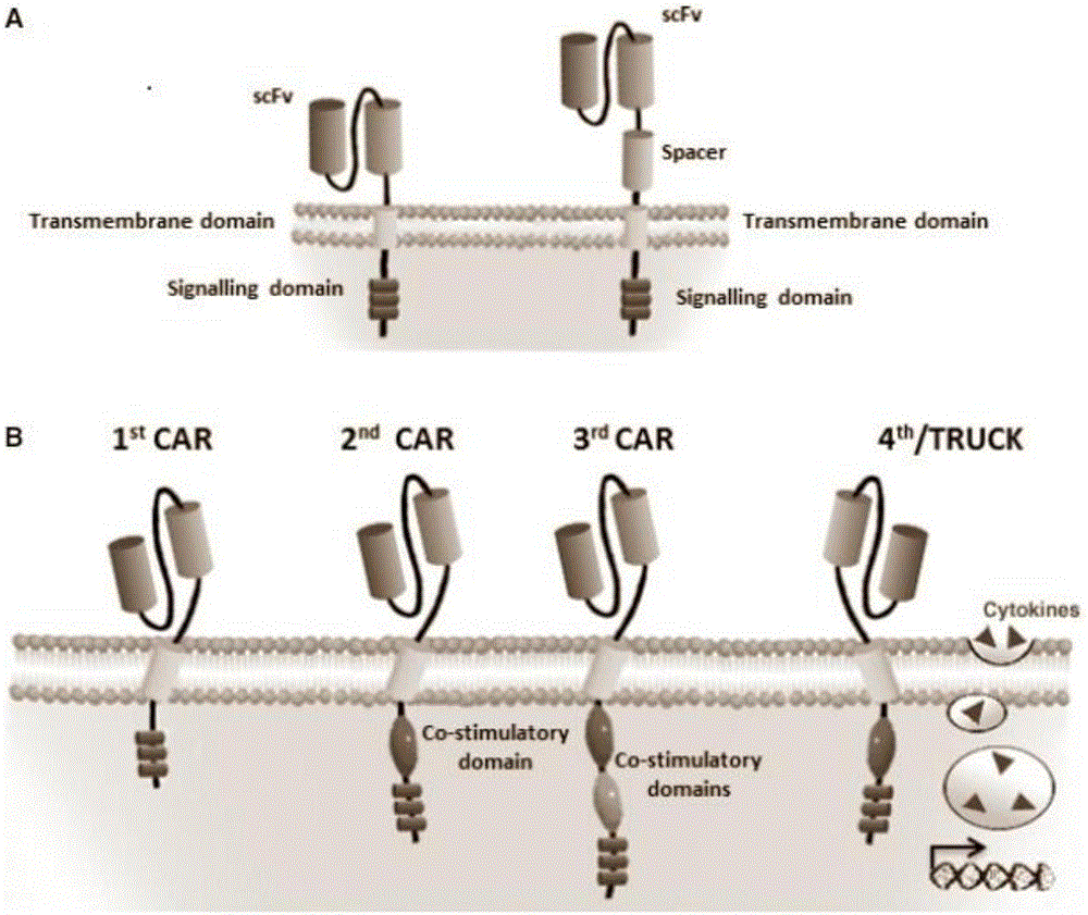 CD22-taregted replication-defective recombinant lentivirus CAR-T transgenic vector as well as construction method and application thereof