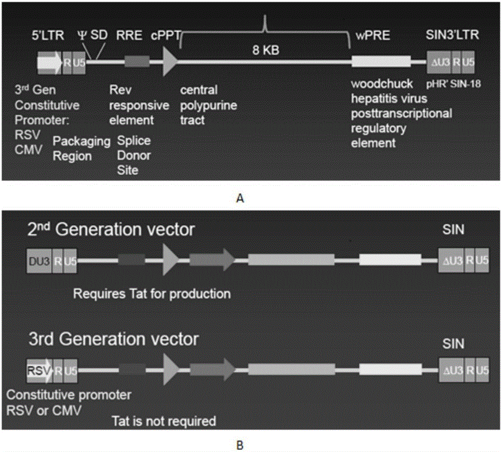 CD22-taregted replication-defective recombinant lentivirus CAR-T transgenic vector as well as construction method and application thereof