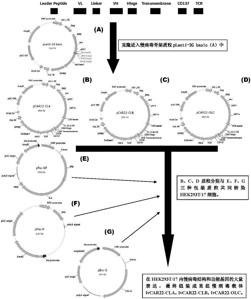 CD22-taregted replication-defective recombinant lentivirus CAR-T transgenic vector as well as construction method and application thereof