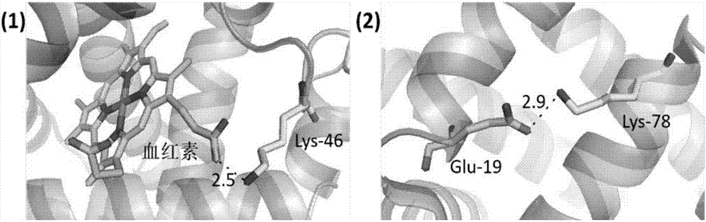 Method for detecting conformational changes of proteins by mass spectrometry technology