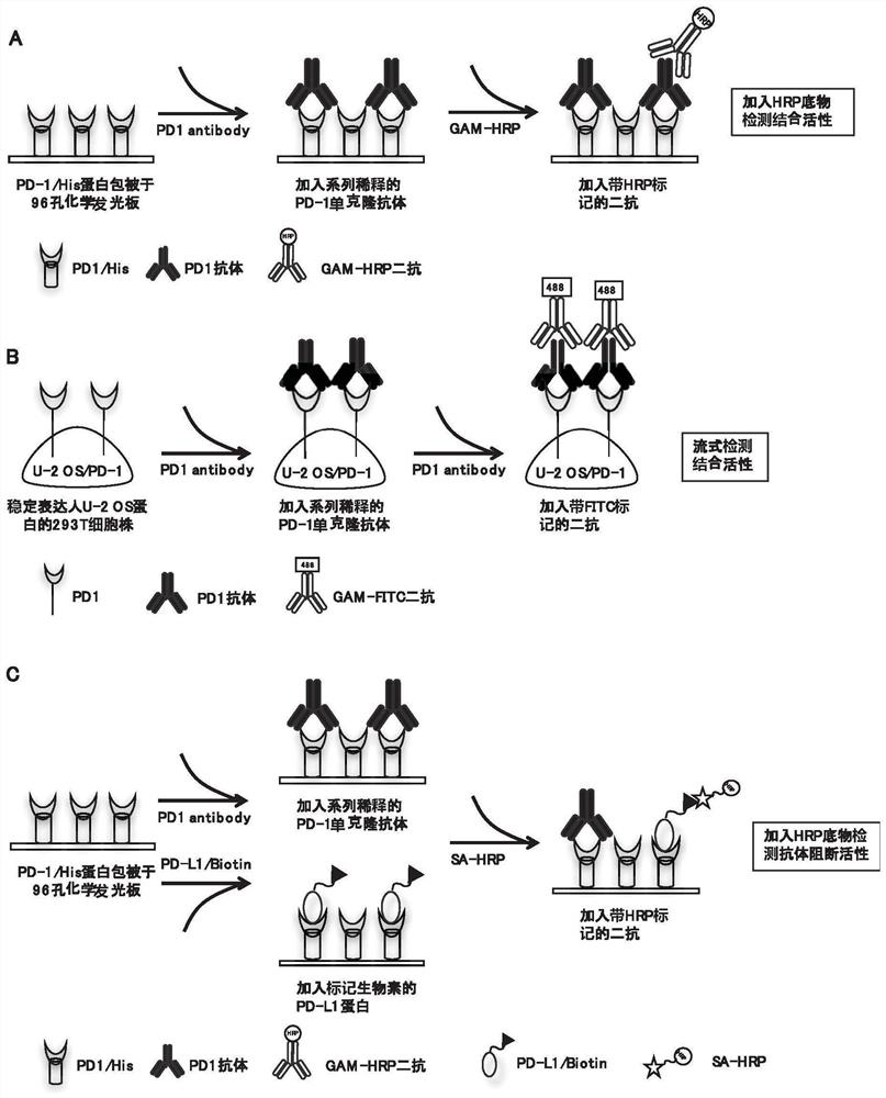 Anti-PD-1 antibody and application thereof