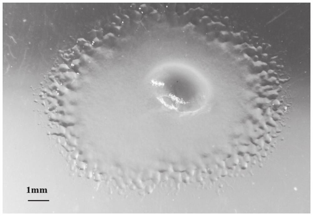 Myxobacterium for producing methsadazole compound and application of myxobacterium