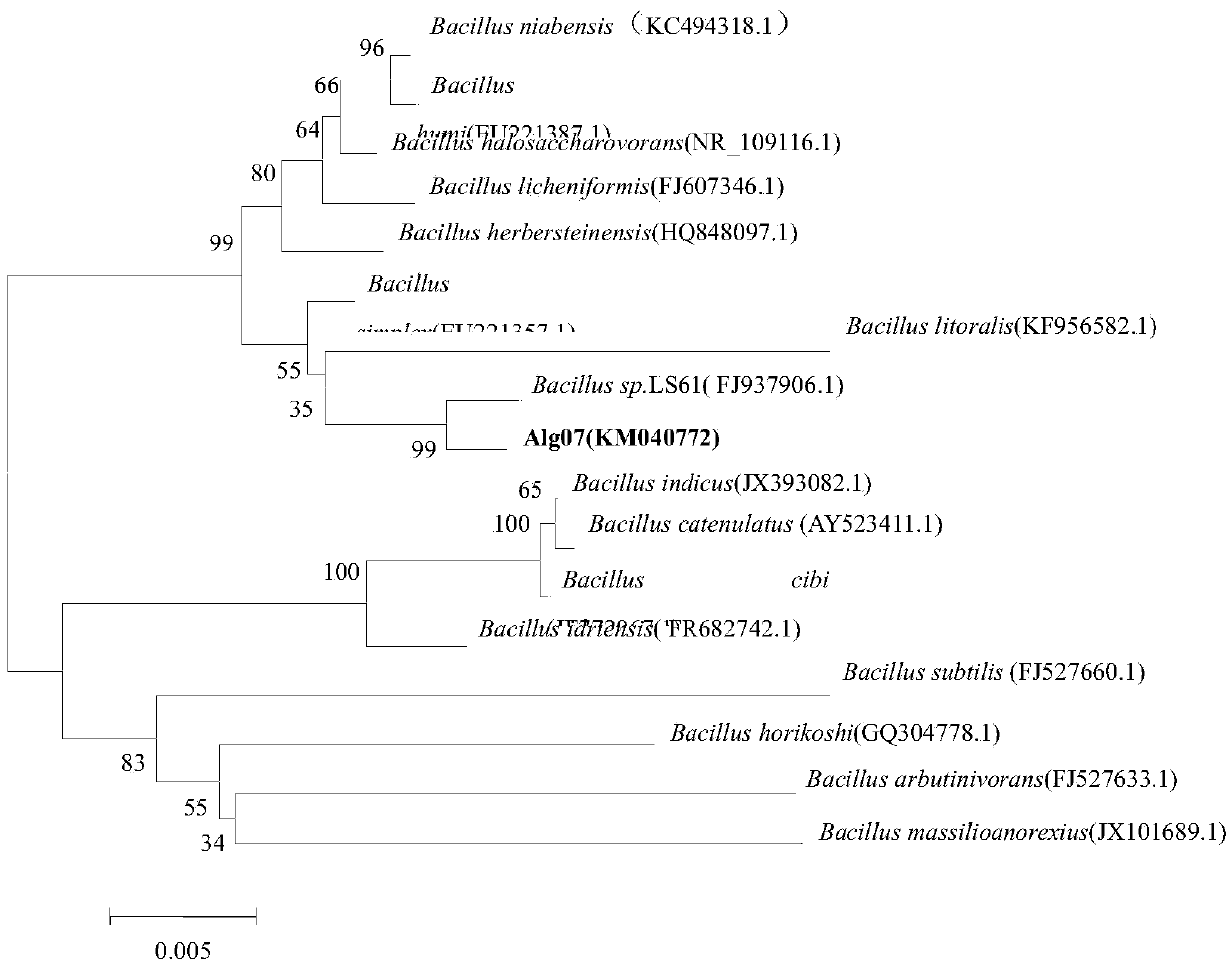 Bacillus sp capable of producing alginate lyase and application thereof