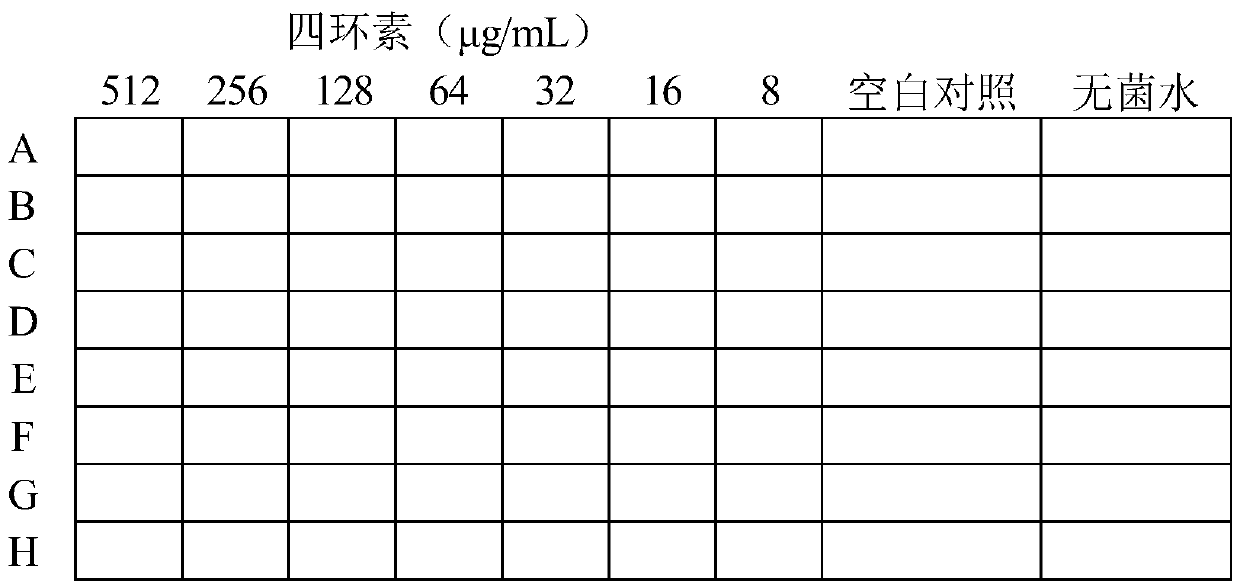 Method for testing bacterial drug sensitivity by TTC (2,3,5-triphenyte-trazoliumchloride) reduction reaction