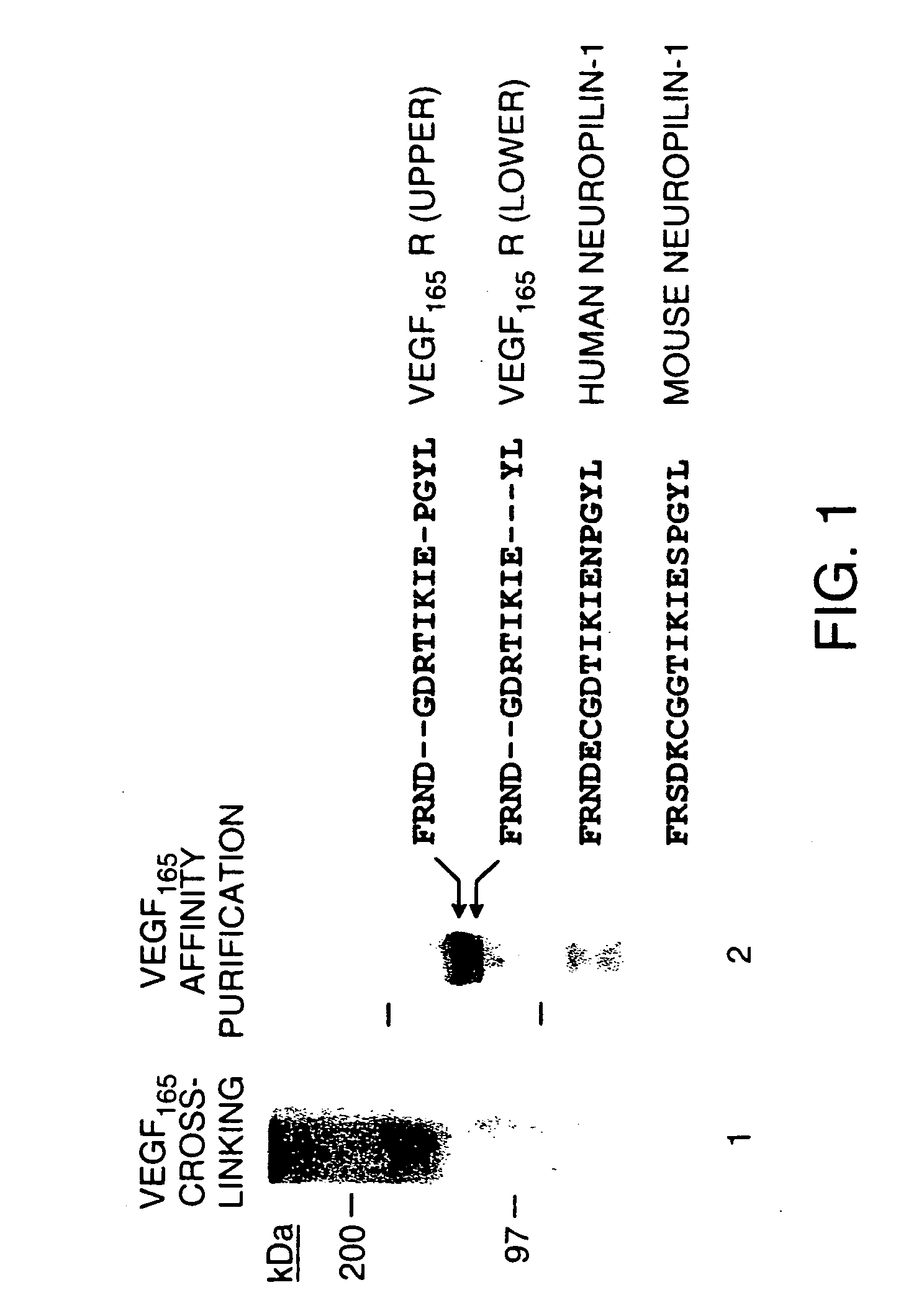 Antagonists of neuropilin receptor function and use thereof